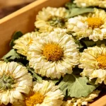 Chrysanthemum
